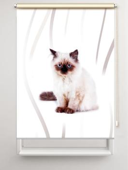 Rollo Majesti vertic  Katzenbaby, Rollo, Motivrollo, Rollo mit Druck, Fotorollo, bedrucktes Rollo, Fensterrollo,verdunkelndes Rollo, Sonnenschutz Rollo